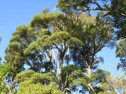 Image of Elaeocarpus hookerianus Raoul