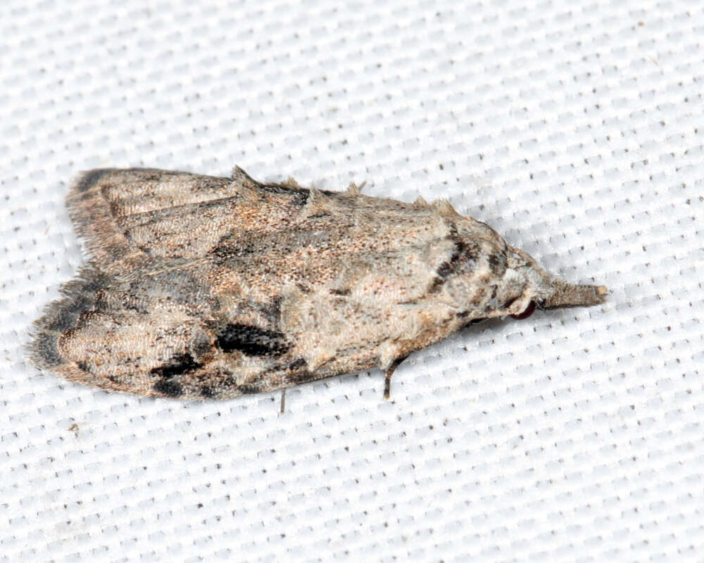 Image of Currant Fruitworm Moth