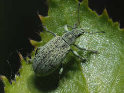 Polydrusus (Eurodrusus) cervinus (Linnaeus 1758) resmi