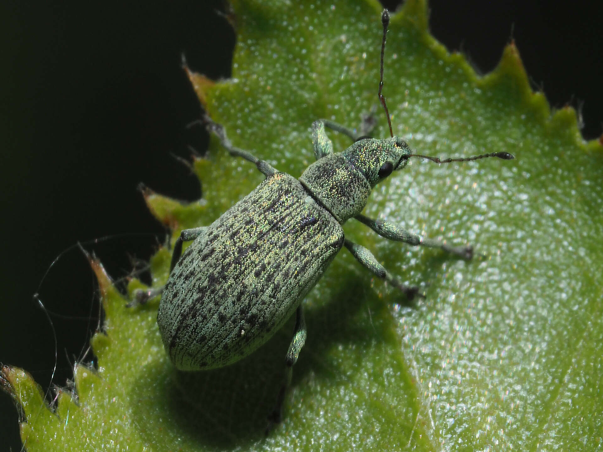 Polydrusus (Eurodrusus) cervinus (Linnaeus 1758) resmi