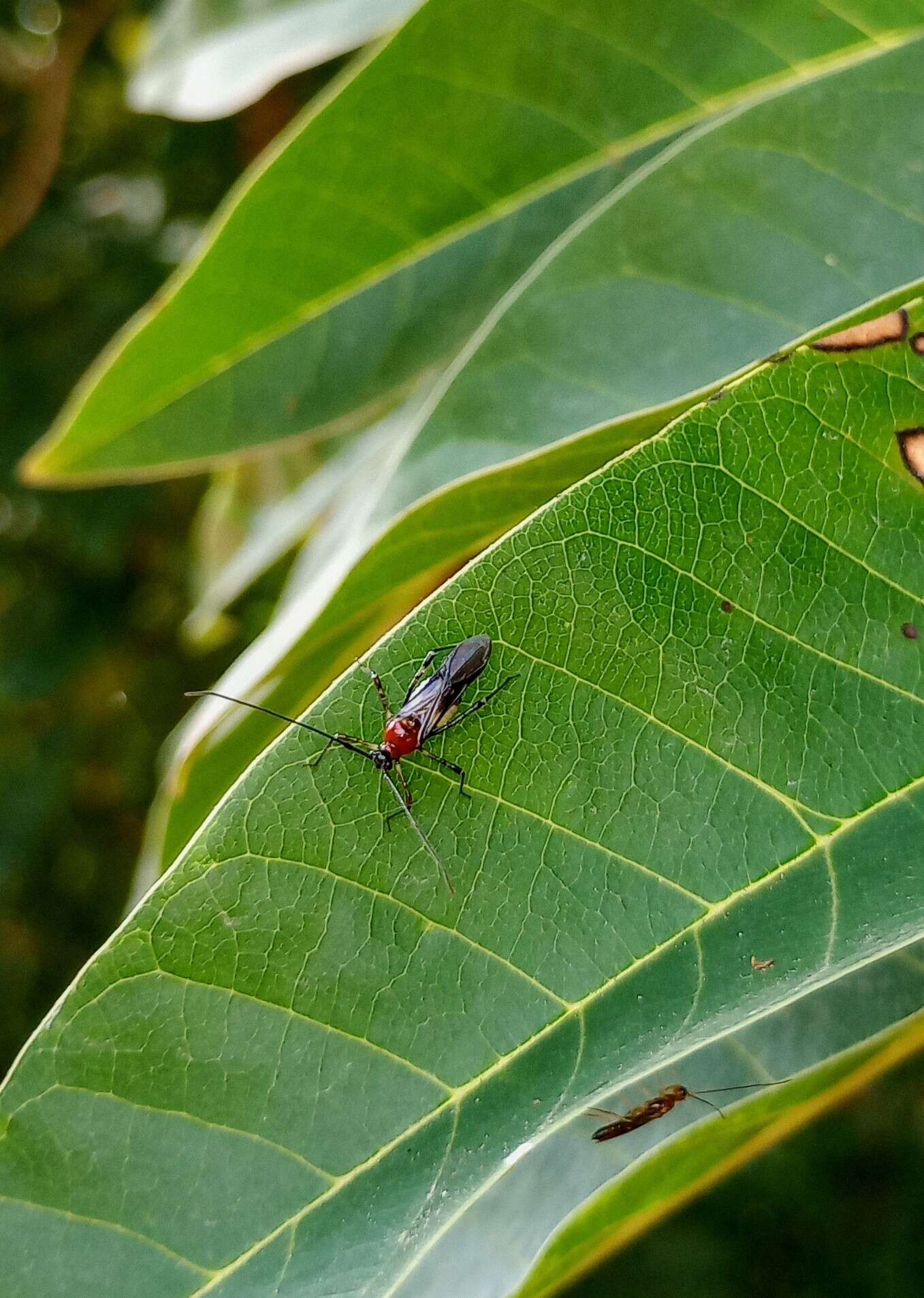 Слика од Helopeltis antonii V. Signoret 1858