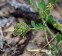 Image of Medicago tornata (L.) Mill.