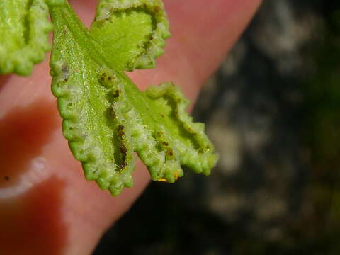 Image of Cheilanthes capensis (Thunb.) Sw.