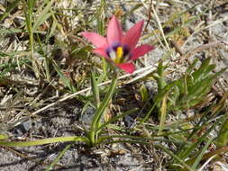 Image of Romulea obscura Klatt