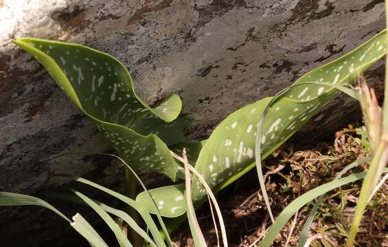 Image of Spotted-leaved arum lily