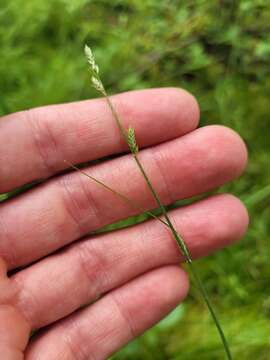 Image of silvery sedge