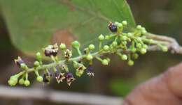 Image de Combretum albidum G. Don