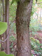 Image of Japanese Tree Lilac