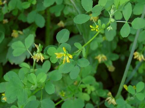 Image of Medicago carstiensis Wulfen