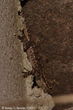 Image of Spiny lava lizard