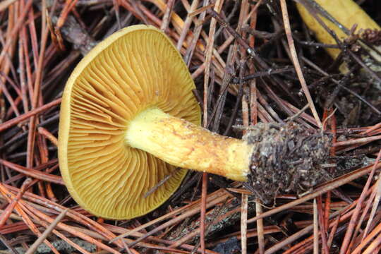 Image of Cortinarius thiersii Ammirati & A. H. Sm. 1977