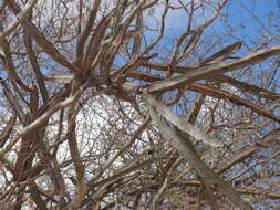 Image of Cereus albicaulis (Britton & Rose) Leutzelb.