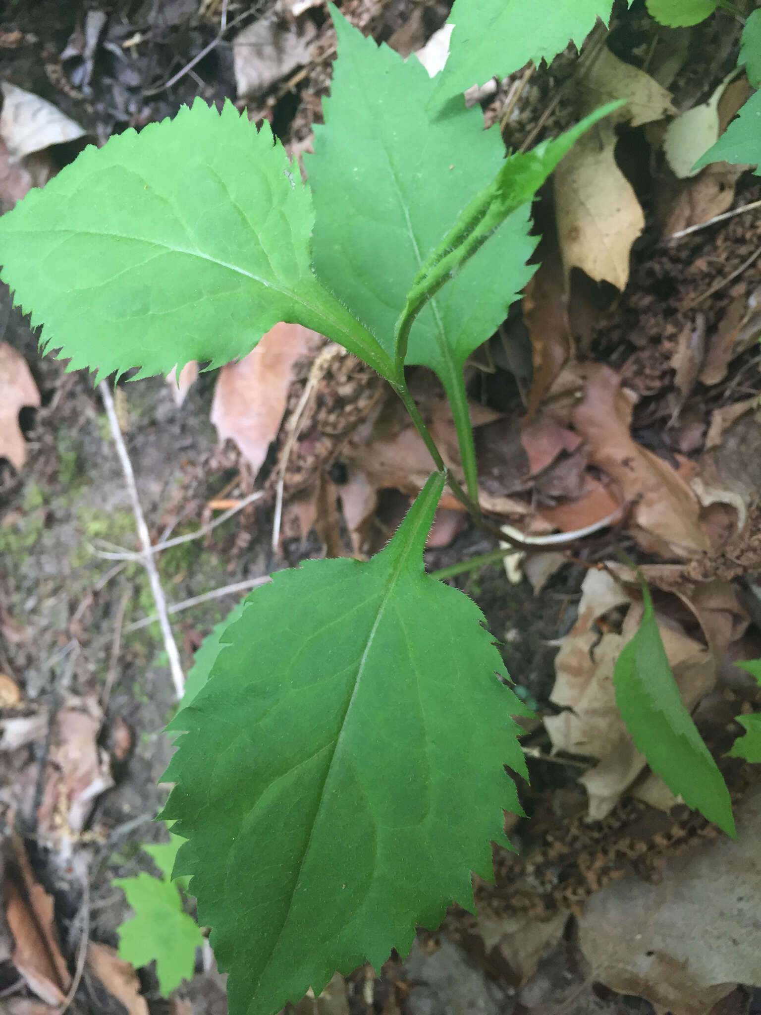 Image of Broad-leaved goldenrod