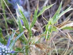 Poecilimon (Poecilimon) elegans Brunner von Wattenwyl 1878 resmi