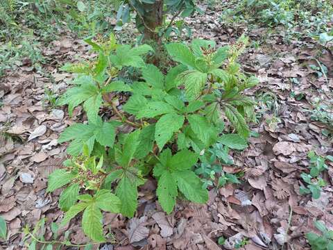 Image of Cyphostemma vanmeelii (Lawalrée) Wild & Drumm.