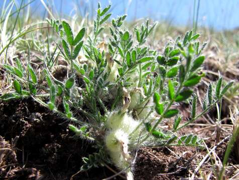 Plancia ëd Oxytropis includens Basil.