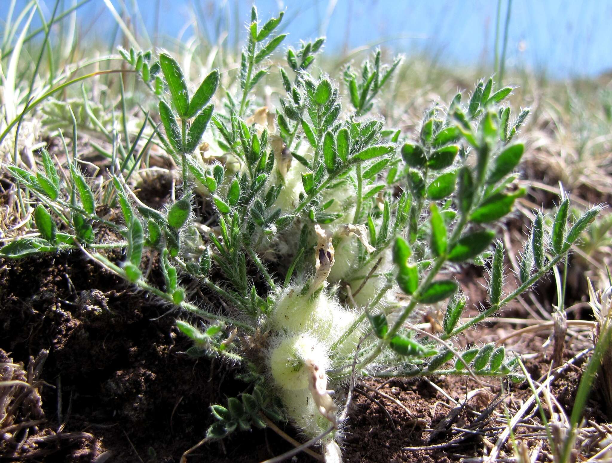 Image de Oxytropis includens Basil.