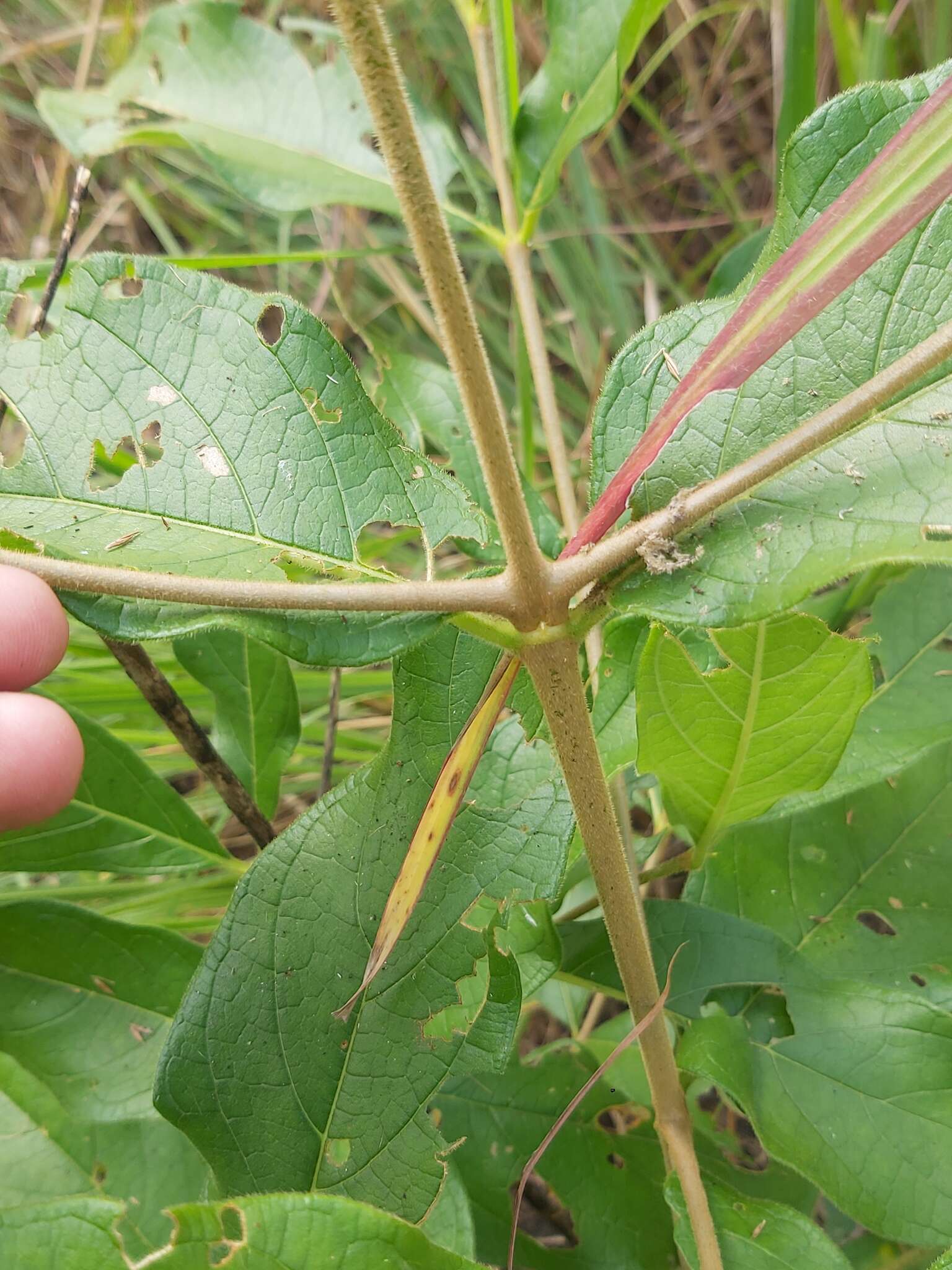 Sivun Vangueria infausta subsp. infausta kuva