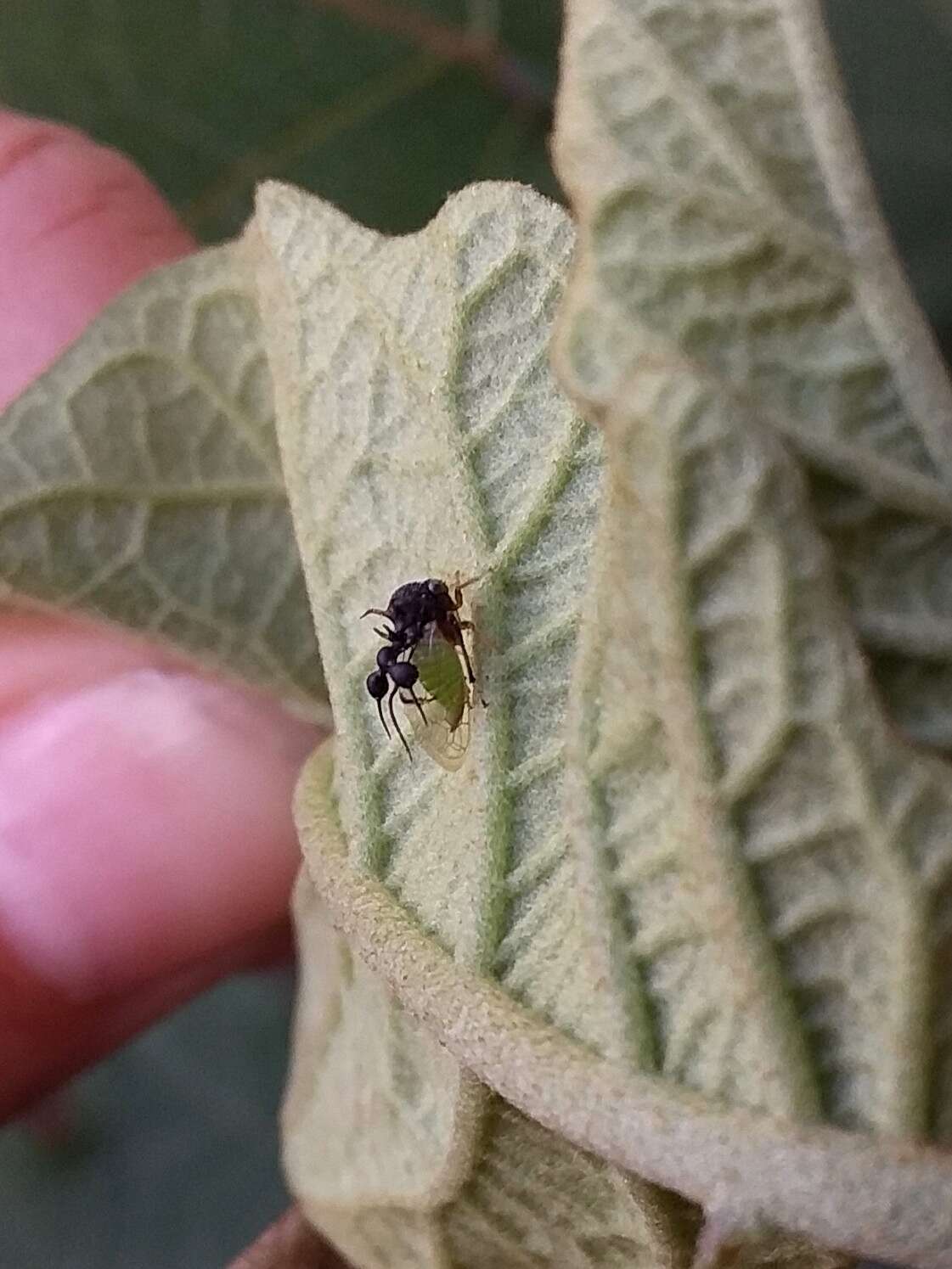 Image of Ant-mimicking Treehopper