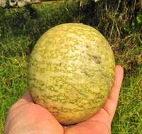 Image of wild melon