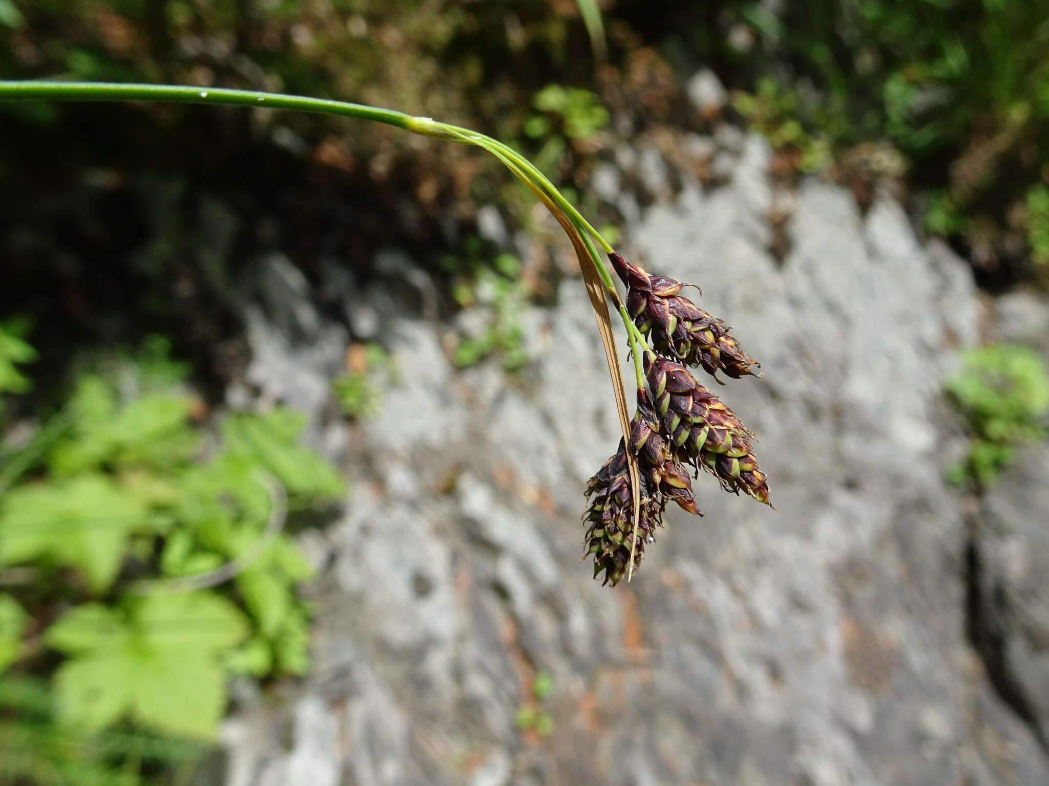 Image of scrabrous black sedge