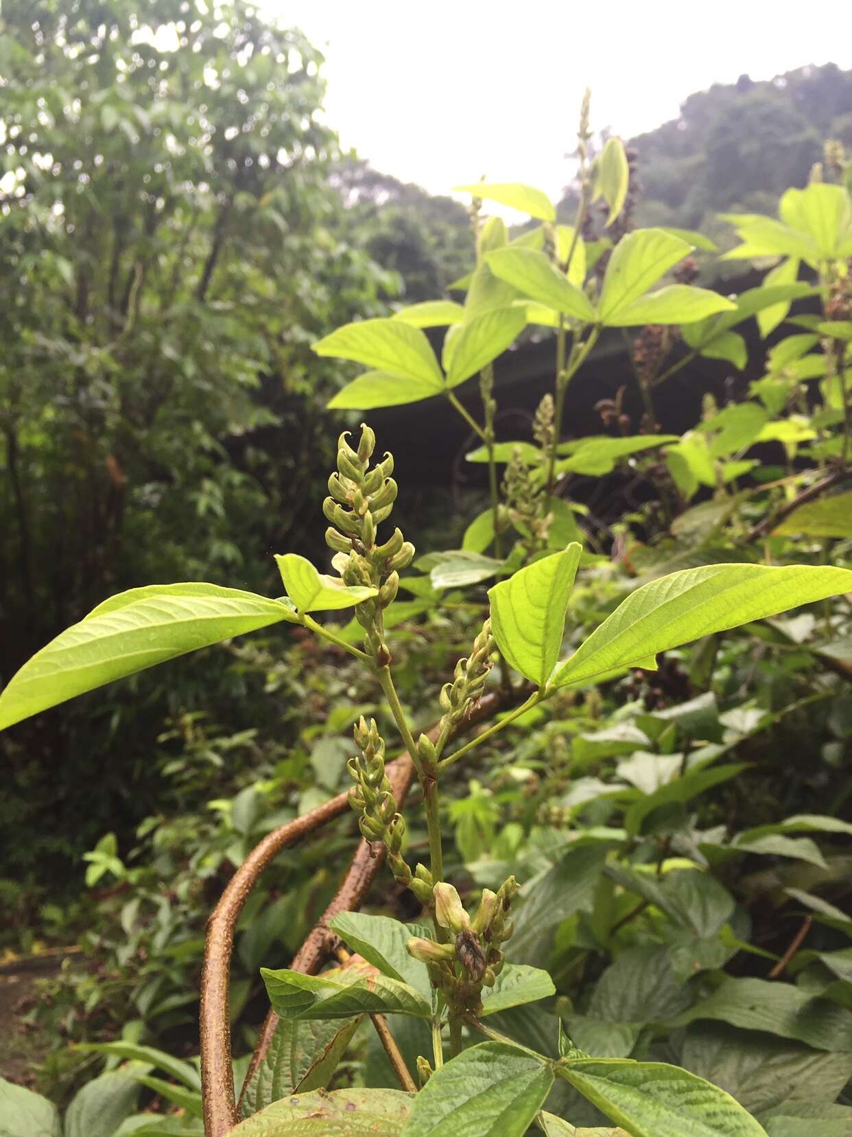 Flemingia macrophylla (Willd.) Merr. resmi