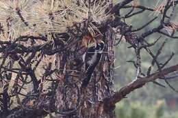 Image of Alpine Three-toed Woodpecker