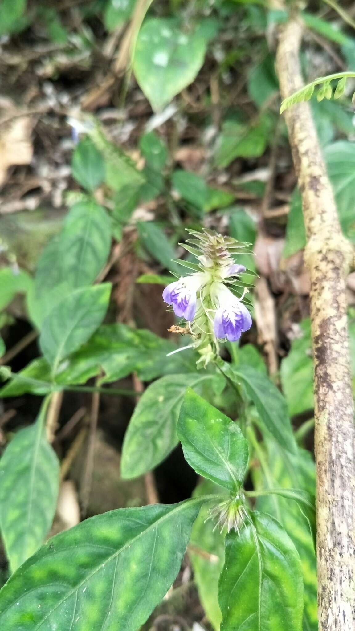 Image of Rungia taiwanensis Yamazaki