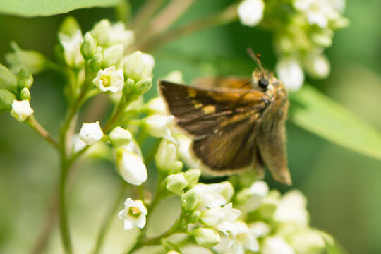 Image of Tawny-edged Skipper