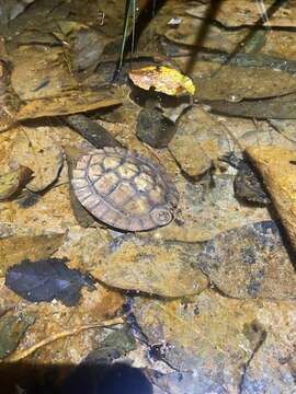 Image of Enigmatic leaf turtle