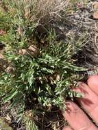 Image of Greenman's biscuitroot