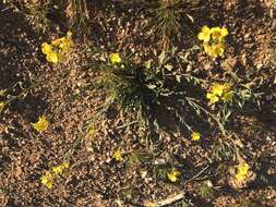 Image of Moapa bladderpod