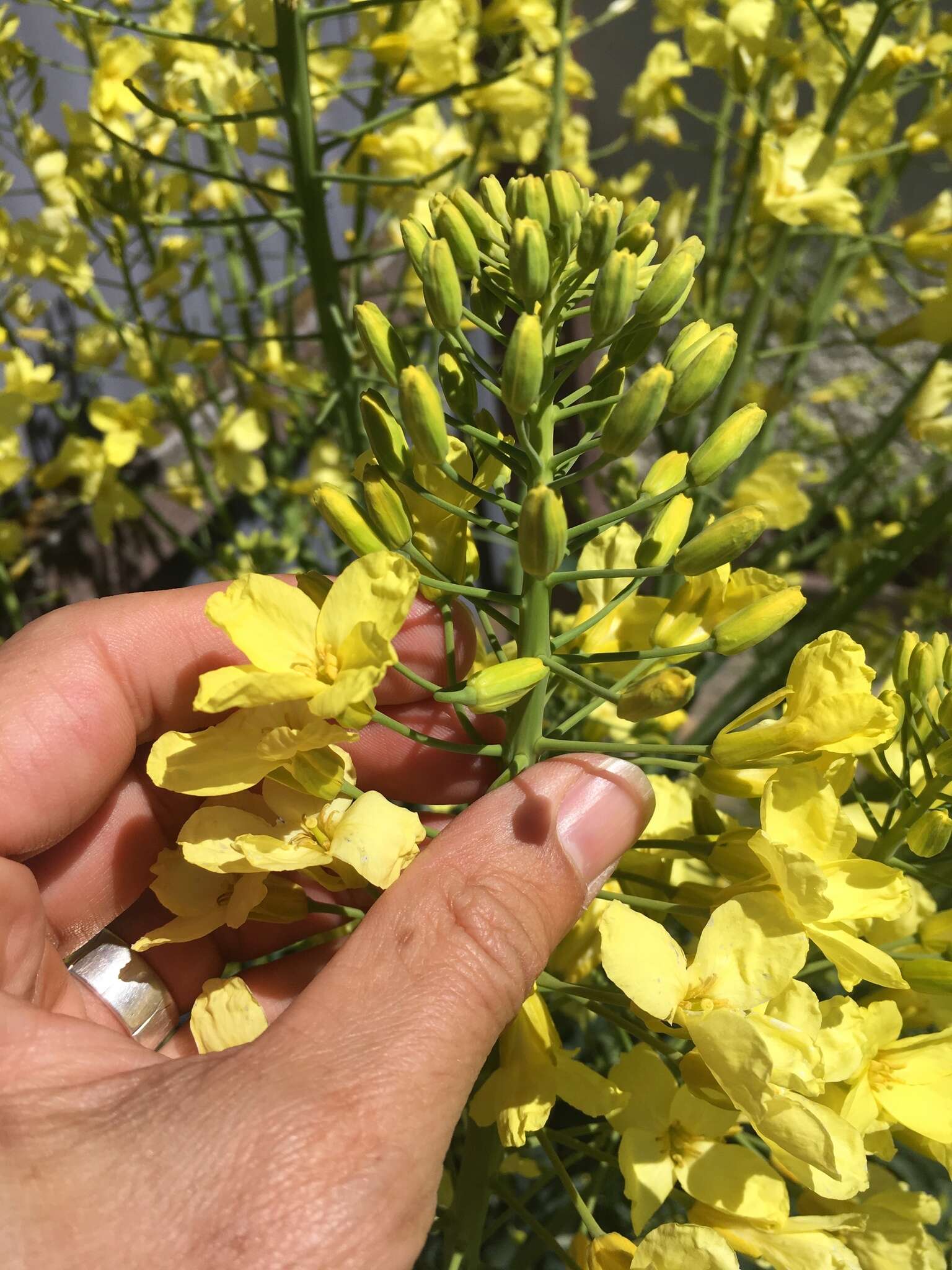 Plancia ëd Brassica oleracea L.