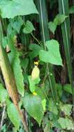 Image of <i>Eurema blanda arsakia</i>