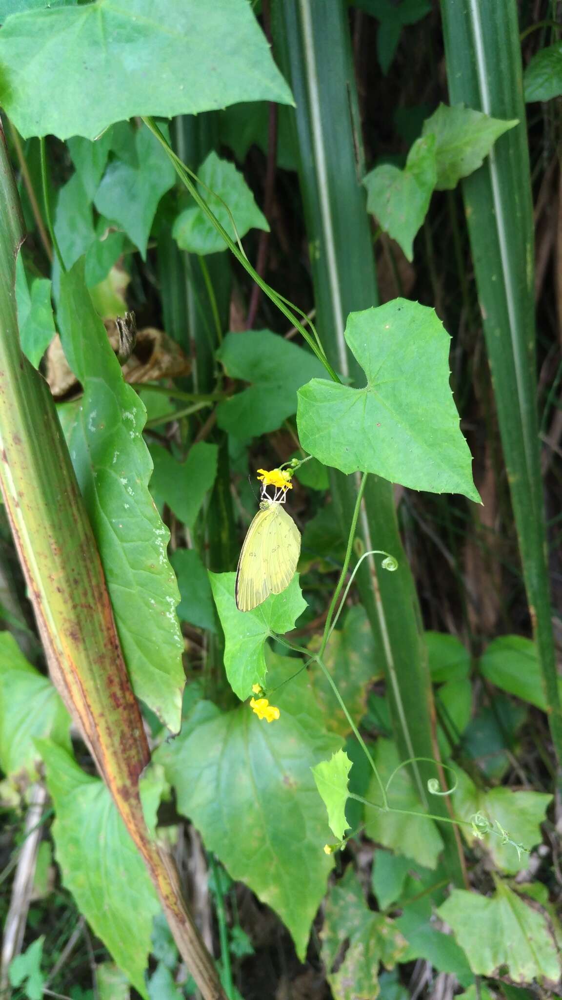 Image of <i>Eurema blanda arsakia</i>