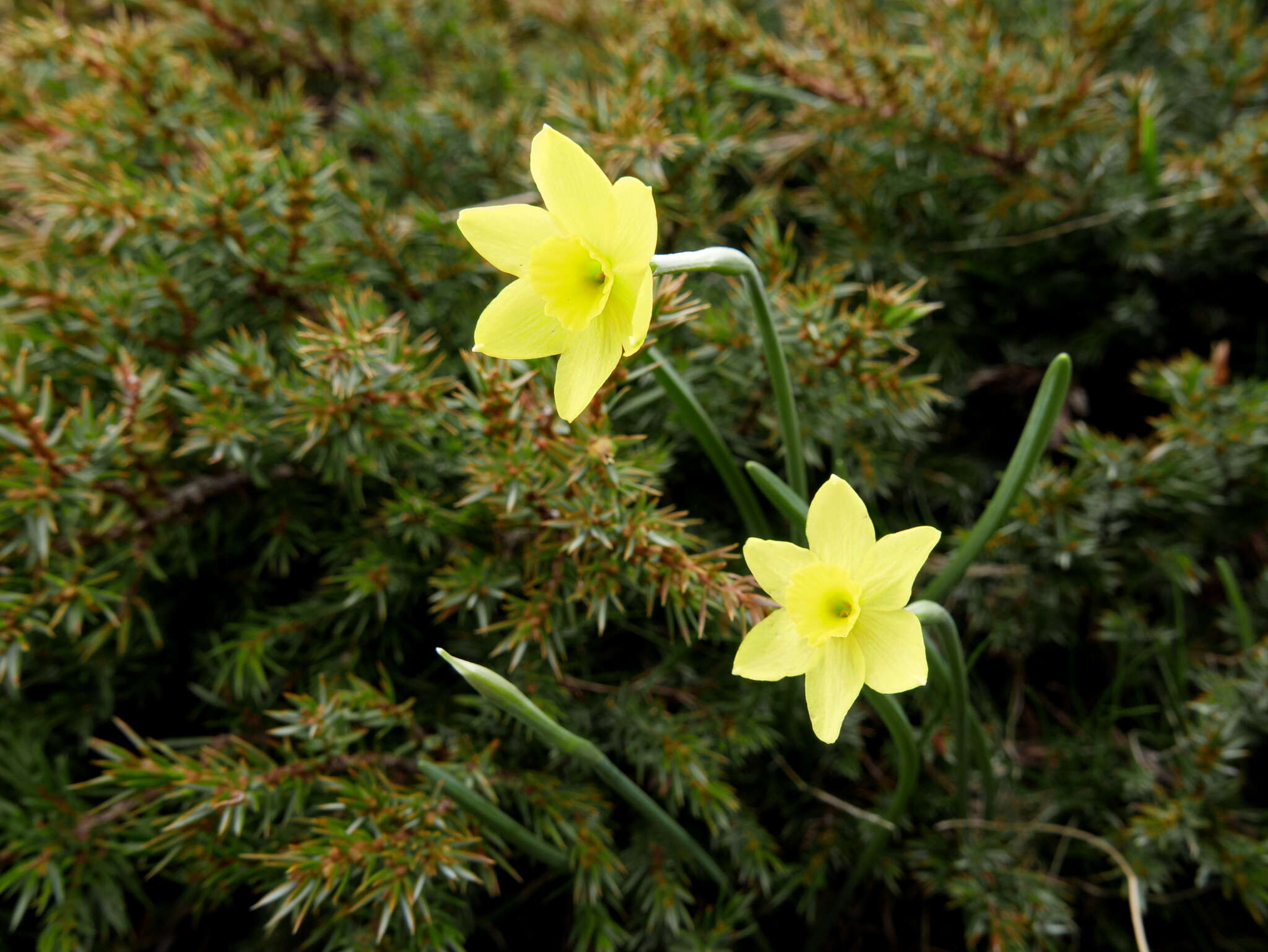 Image of Narcissus rupicola Dufour