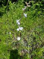 Delphinium carolinianum subsp. virescens (Nutt.) R. E. Brooks的圖片