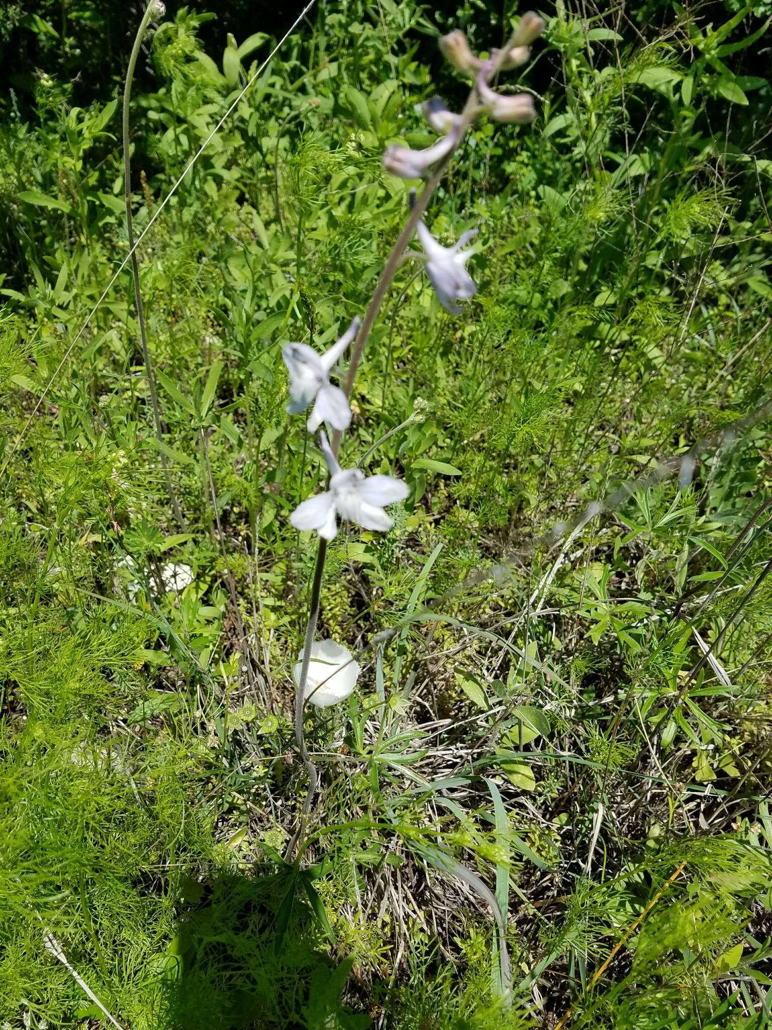 Delphinium carolinianum subsp. virescens (Nutt.) R. E. Brooks的圖片