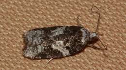 Image of Eastern Black-headed Budworm Moth