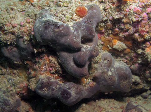 Image of elephant ear sponge