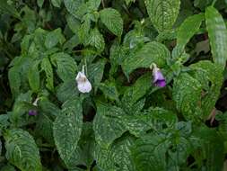 Image of Impatiens puberula DC.