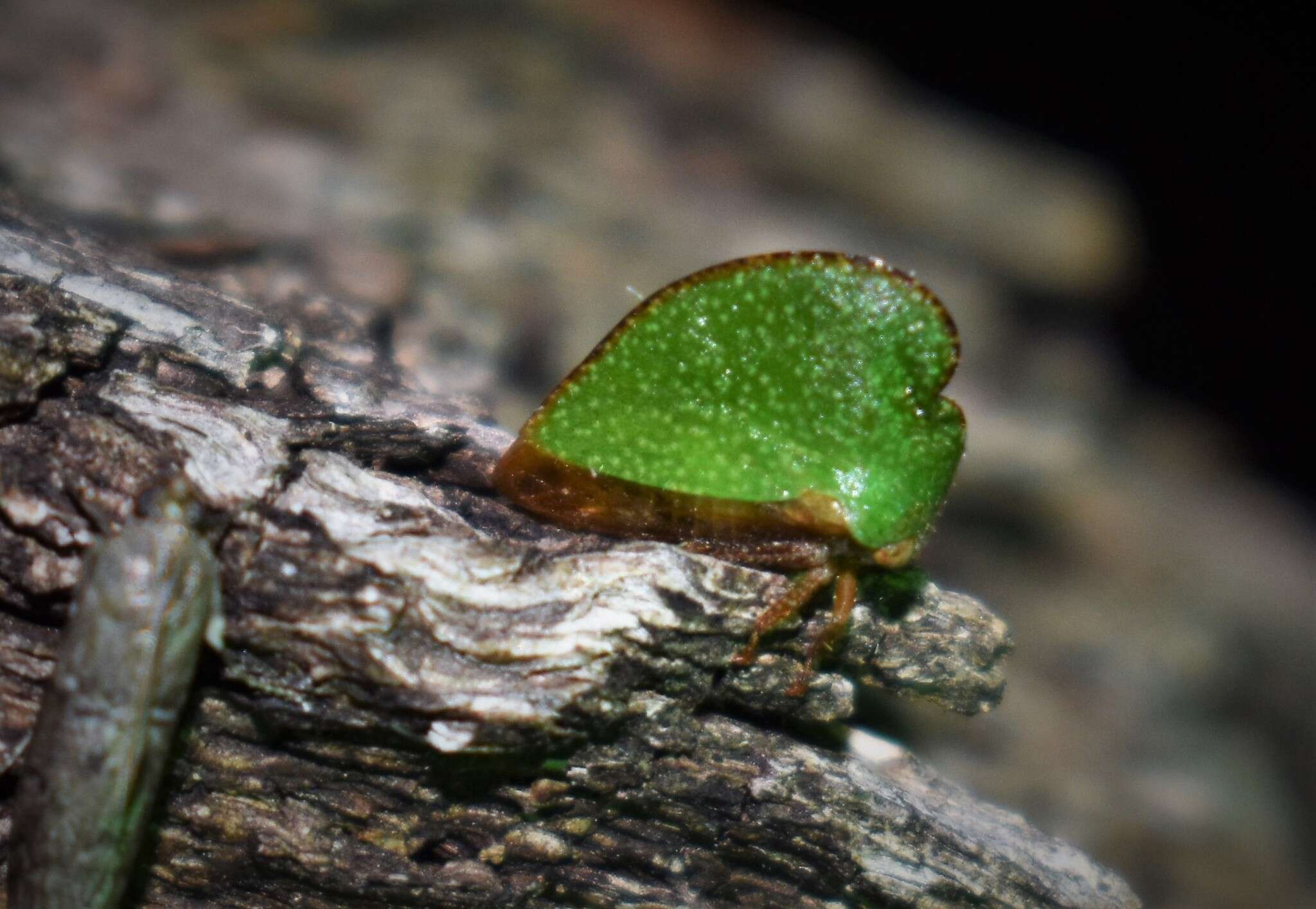 Image of Archasia auriculata Fitch