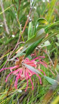 Image of Grevillea oleoides Sieber ex Schult.