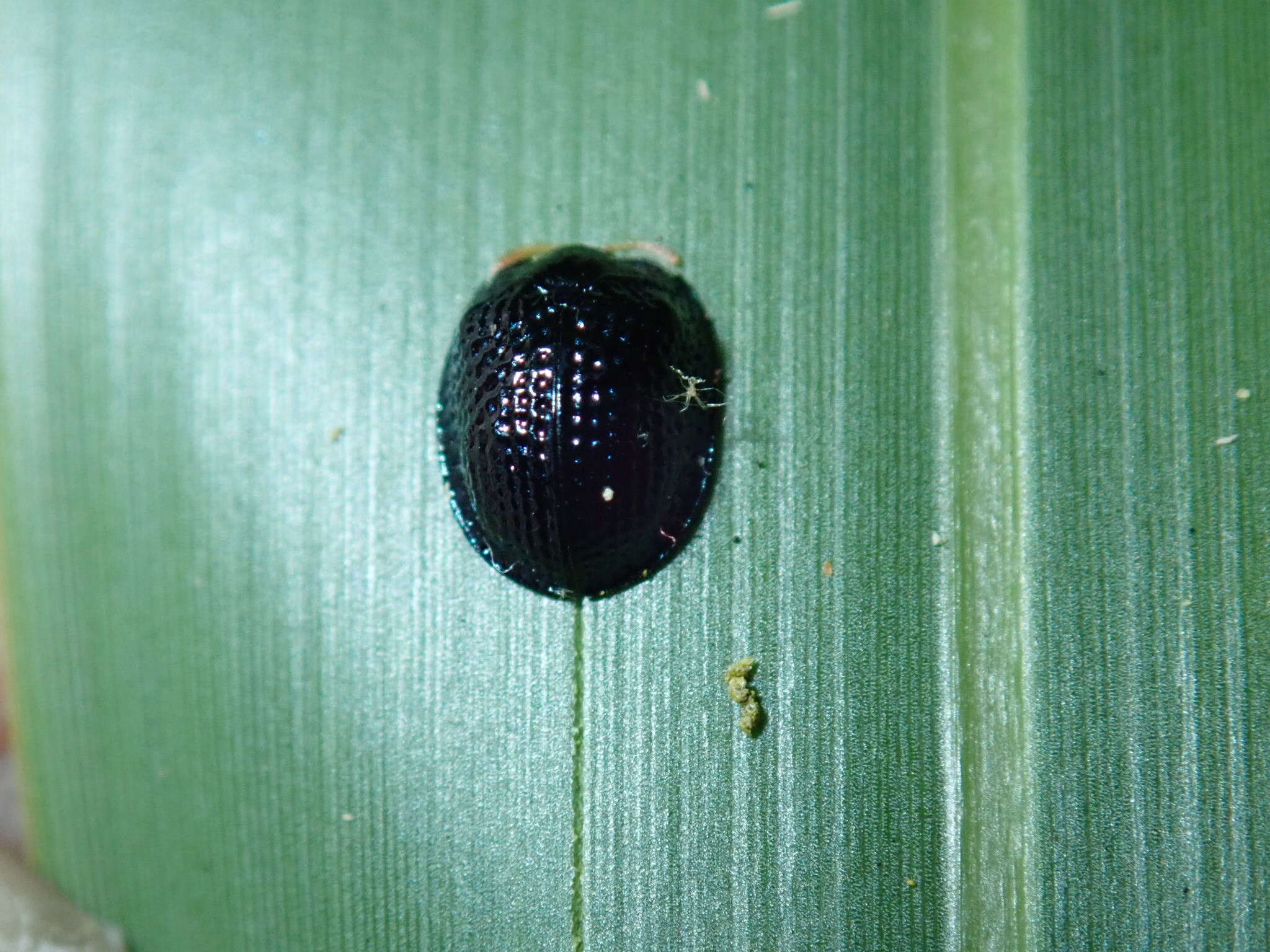 Hemisphaerota cyanea (Say 1824) resmi