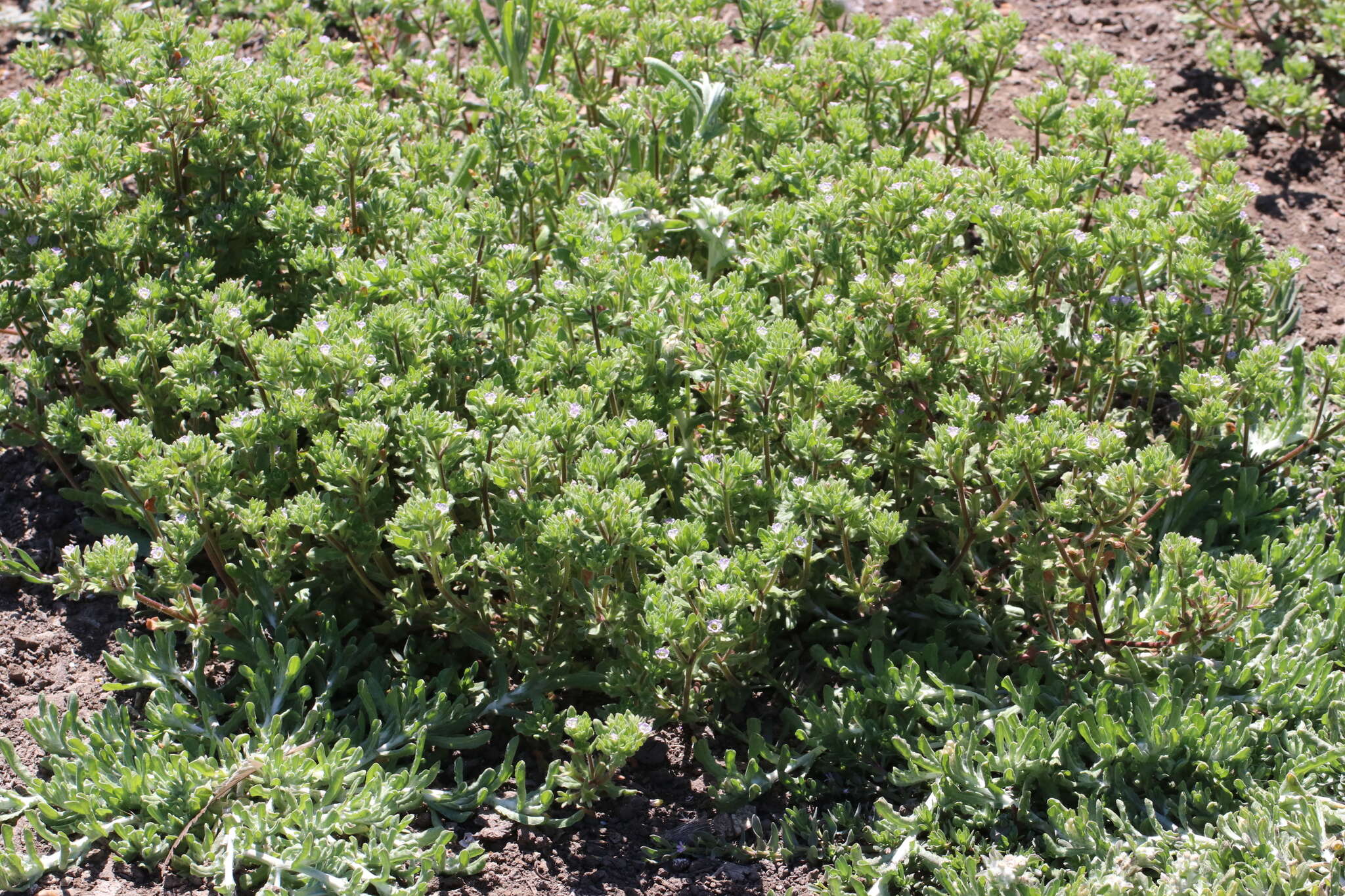 Image of Mud Fiddleleaf