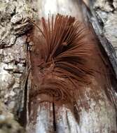 Image of Stemonitis splendens