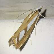 صورة Catoptria latiradiellus Walker 1863