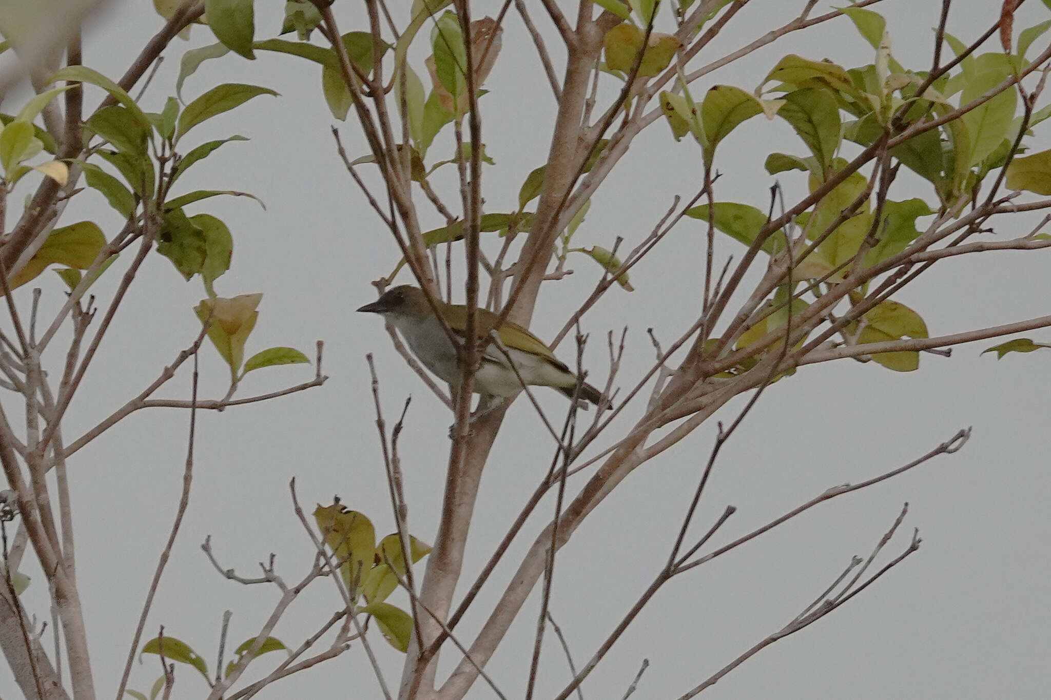 Image of Biak White-eye