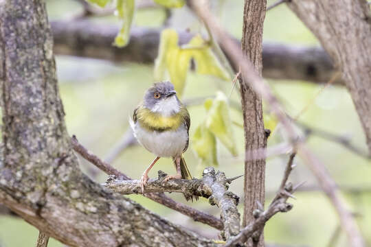 Image of Apalis flavida flavocincta (Sharpe 1882)