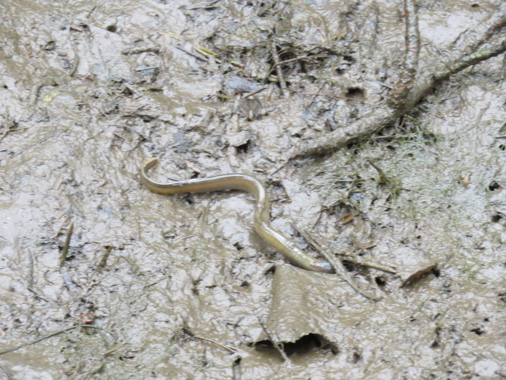 Image of European brook lamprey